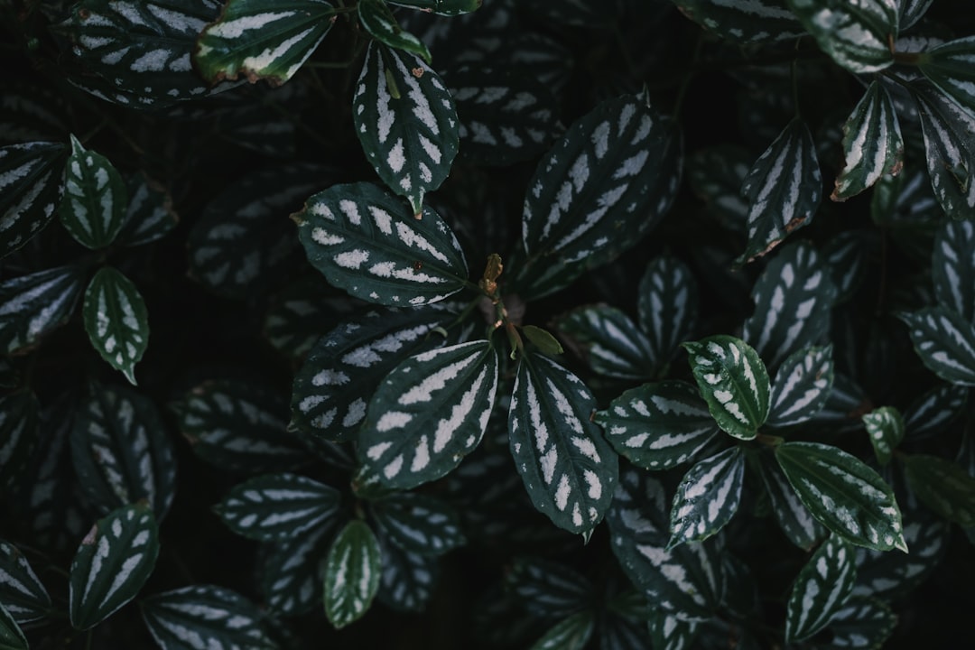 Monstera snoeien voor een gezonde en mooie kamerplant